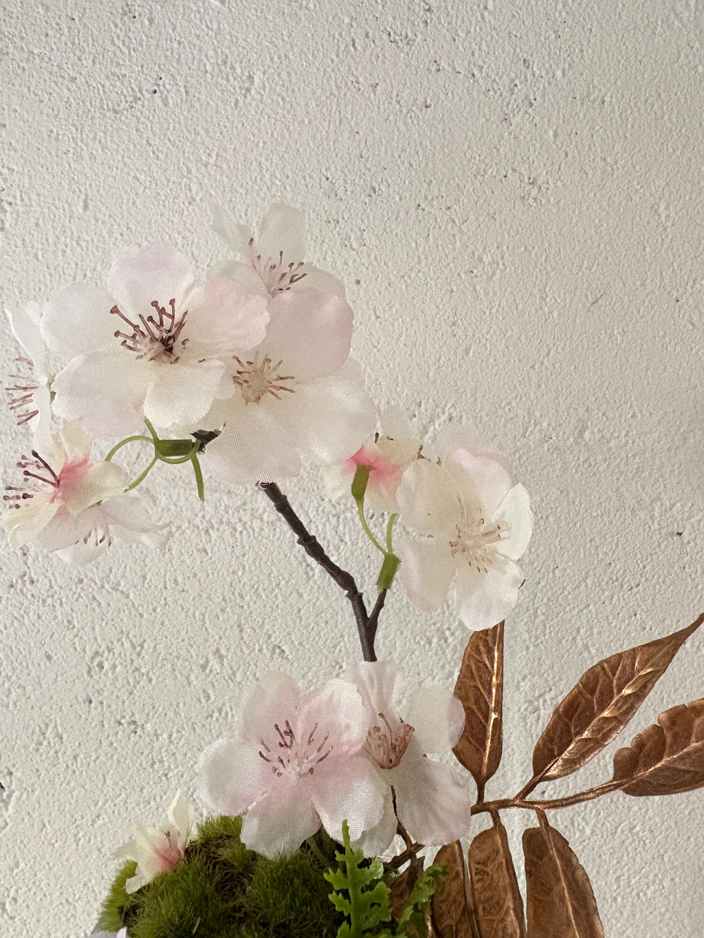 Bonsai Sakura 1