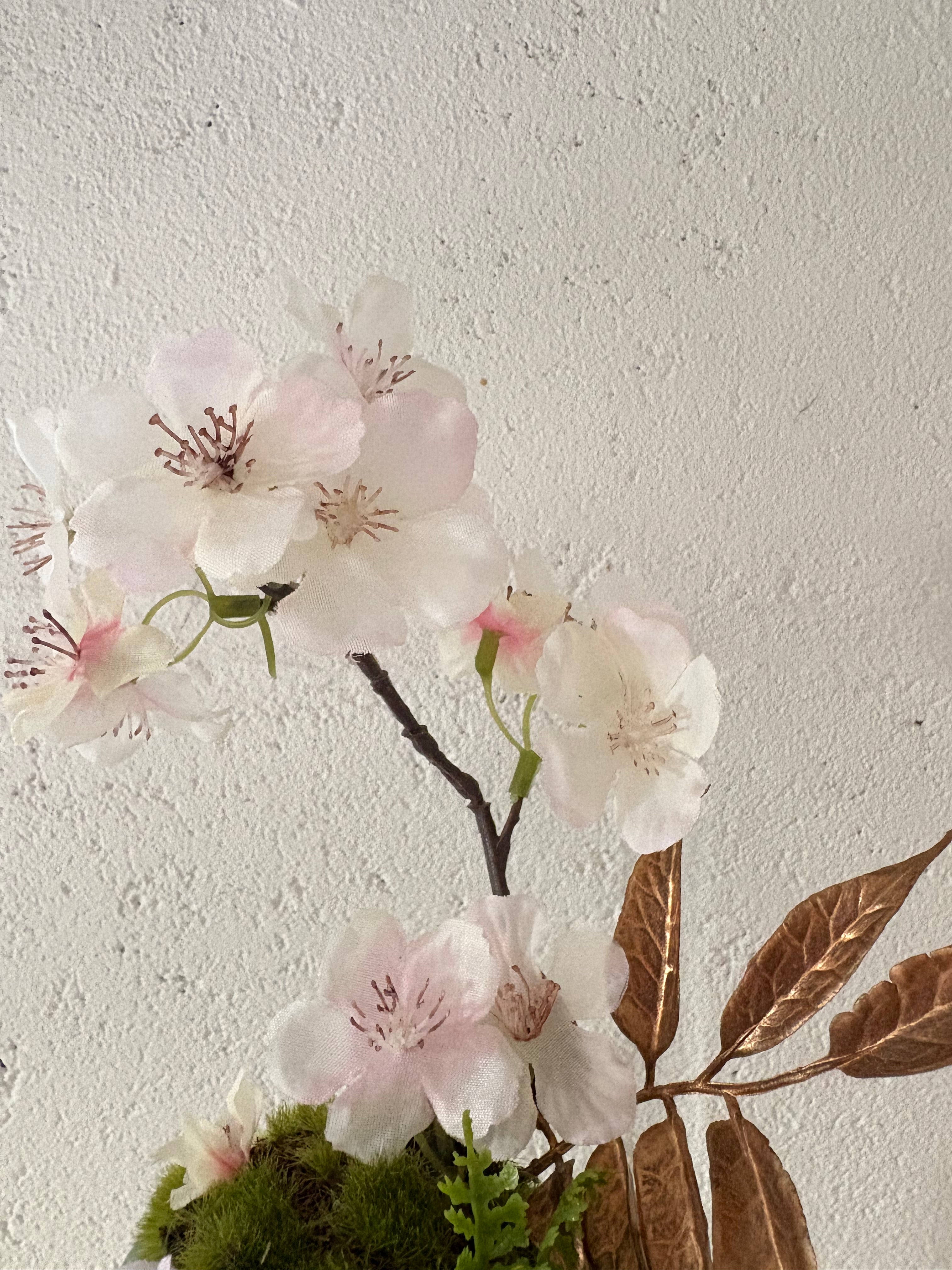 Bonsai Sakura 1